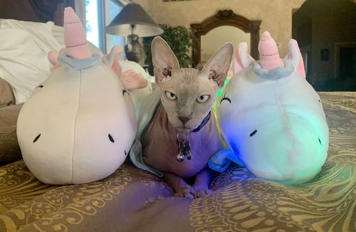 Cute Glowing LED Light Unicorn Plush Toys photo review
