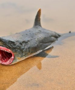 Oenux-25-5x11x9-cm-Sea-Life-Megalodon-Big-Shark-Lamnidae-Action-Figures-Savage-Ocean-Life-Animals_a73a0f0e-de4e-4bab-95a1-e117b8523e52.jpg